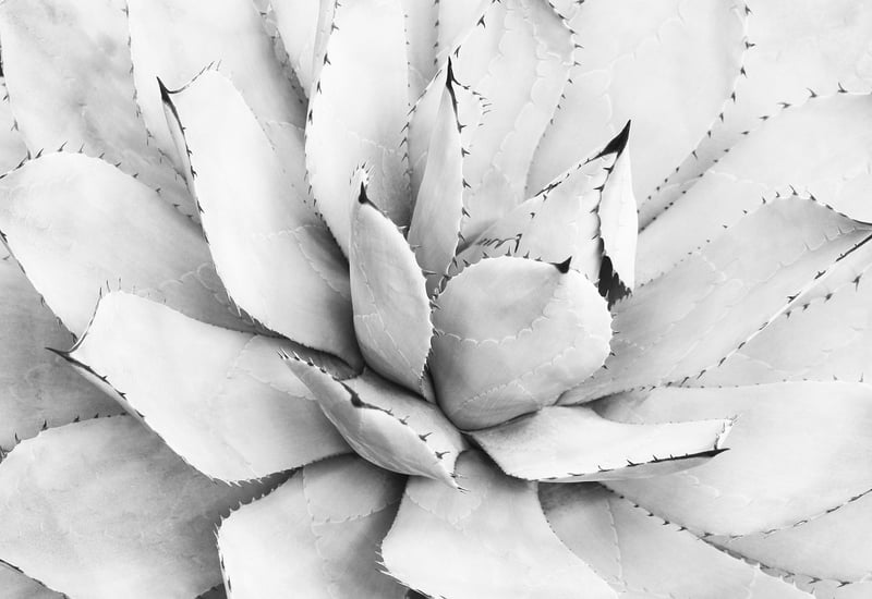 agave